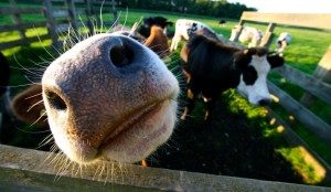 Mucca